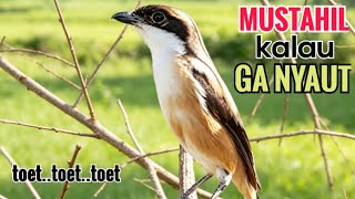 Download lagu SUARA CENDET GACOR || TOET TOET biangnya bikin cendet jenis apapun langsung nyaut emosi ikutan bunyi mp3 Download lagu SUARA CENDET GACOR || TOET TOET biangnya bikin cendet jenis apapun langsung nyaut emosi ikutan bunyi mp3