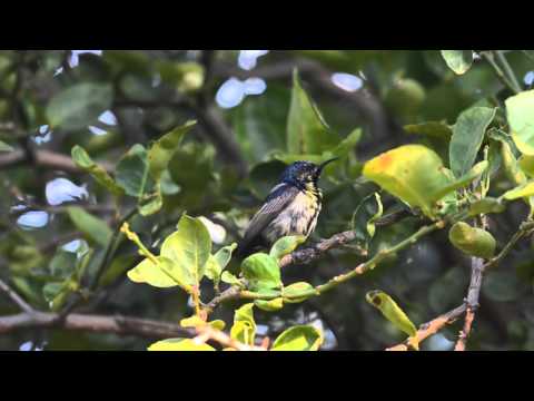 Nektárovka ligotavá (Cinnyris asiaticus) — správanie, biotop a hlas