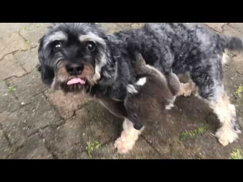 A baby koala mistook my doggy Tony for its mother (full movie)