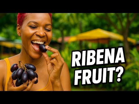 We Found the RIBENA Fruit in Jamaica! 🍇 | Java Plum Hunt