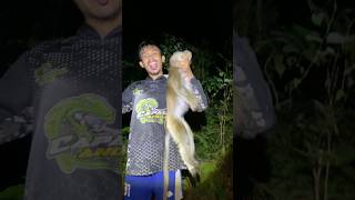 Download lagu Berburu hama monyet di kebun warga belakang rumah #hunting mp3