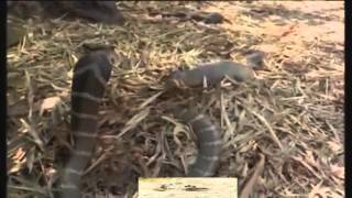 King Cobra  attack  mongoose