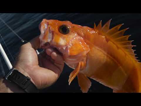 Furuno Fish Finder Sounder For Rockfish