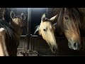 POULICHE - LUSITANIENNE - 5 MOIS - DRESSAGE - FRANCE