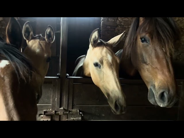 POULICHE - LUSITANIENNE - 5 MOIS - DRESSAGE - FRANCE