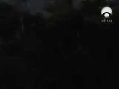 Homosexualidad en los animales