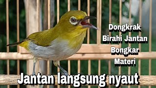 Download lagu Pleci betina gunsal ngalas mp3 Download lagu Pleci betina gunsal ngalas mp3