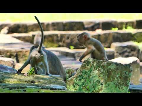 Little  Jimmy Lost Mind Controlling wihen Meeting King Sankra, Fur Up