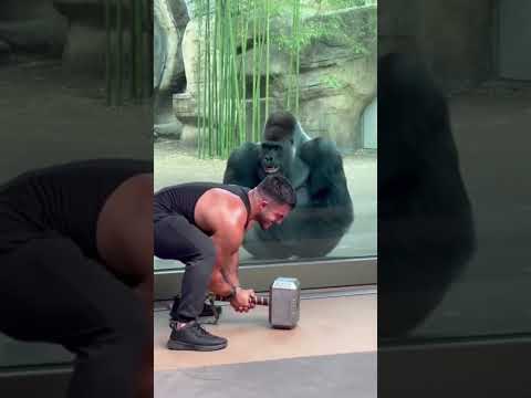 Gorilla Mocks a Muscular Man Failing to Lift Thor’s Hammer | Viral Zoo Moment