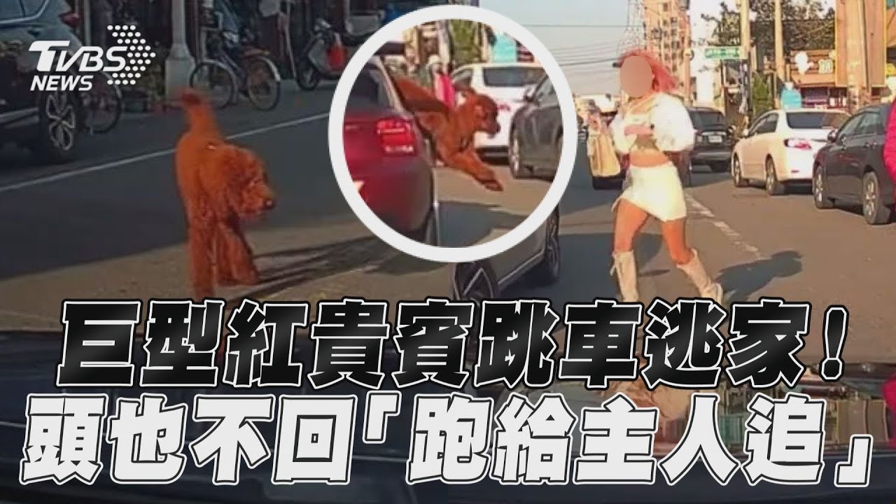 影音／巨型紅貴賓跳車逃家！　頭也不回「跑給主人追」