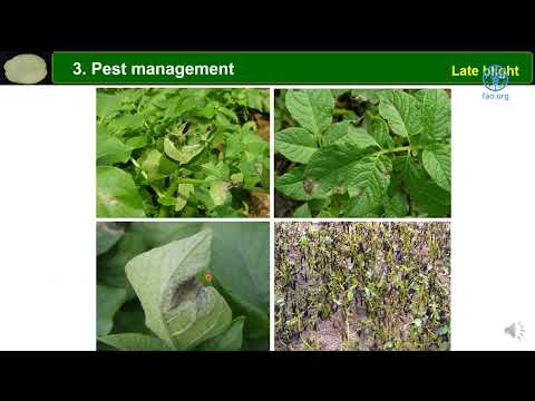 FAO training for Pacific SIDS - Major factors of advancement of potato cultivation (2)