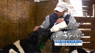[나는농부다 244회 예고] 3대째 우윳빛 꿈, 길 씨네 젖소 농장