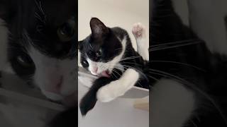 とてもかわいい猫 #shorts
