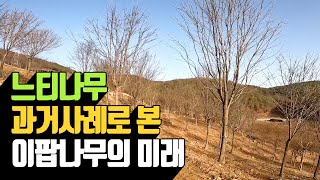 느티나무 과거사례로 본 이팝나무의 미래 | 나무대장