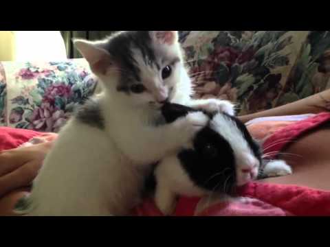 comment nettoyer oreille chaton