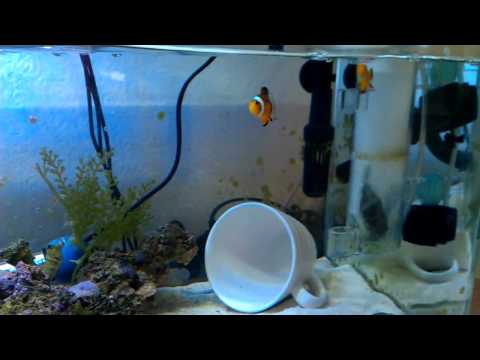 Clown fish and dragon wrasse