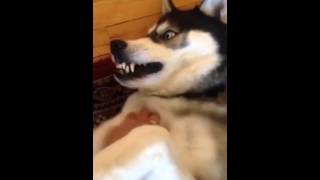 Husky likes to be tickled