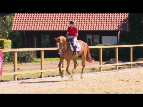 45 Venga  Stute v. Valeron - Fighting Alpha