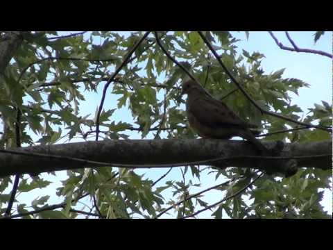 Mourning Dove - New York Birds