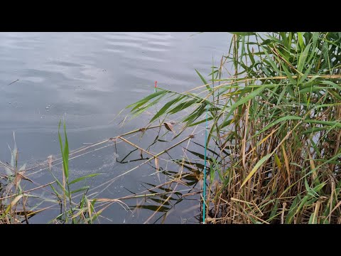 гайд на рыбалку gta 5rp бот на рыбалку