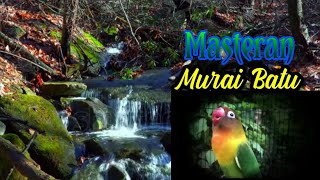 Download lagu Masteran Murai Batu, Suara LOVEBIRD Disertai Gemericik Air mp3 Download lagu Masteran Murai Batu, Suara LOVEBIRD Disertai Gemericik Air mp3