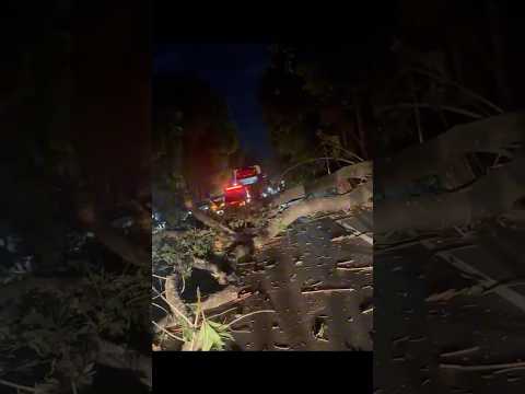 Árvore de grande porte cai e interdita totalmente a BR-116 em Inhapim