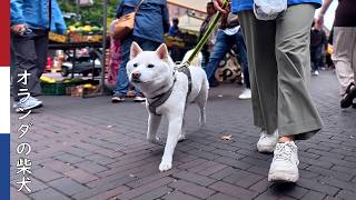 親戚のお姉さん(妹)と市場でランチ| 柴犬柿丸・オランダ散歩と環境音