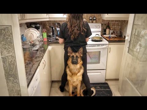 When Your Dog Becomes a Trusted Bodyguard💕👏Cute Moments Dog and Human