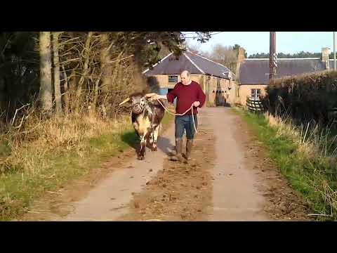 ONLINE LONGHORN SALE - Fishwick Ullswater Lass - Lot 117