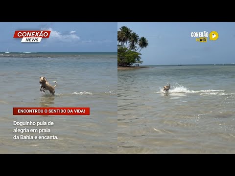 Vídeo: Doguinho pula de alegria em praia da Bahia e encanta.
