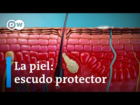 ¿Cómo funciona la piel?