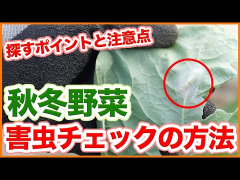 冬を越す前にキョウチクトウを害虫から治療する必要がありますか?  庭園