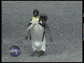 Pet Penguin in Japan 