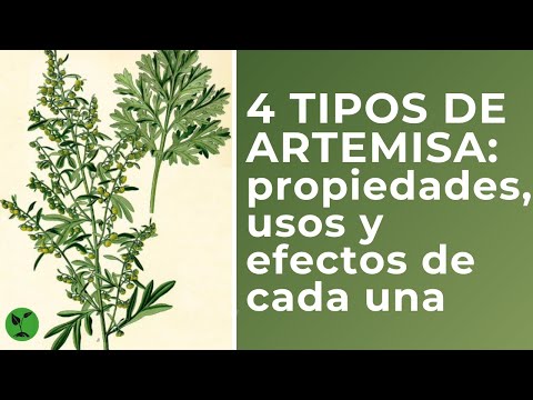 , title : '4 tipos de artemisa:propiedades, usos y efectos de cada una'