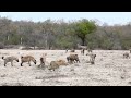 Lioness And Male Lion Attacking By Group Of Hyenas In The Desert Area Video