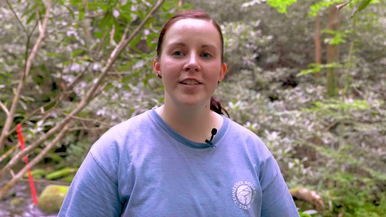 Returned to Appalachia: Our Baby Brookies Are Home Again!