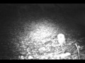 Tawny owl flies at trail camera