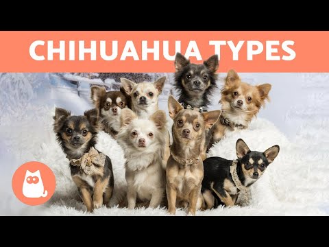Mint a chihuahua férgektől