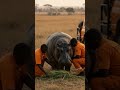 Anant Ambani Is Changing The Game In Animal Care Vantara Anantdadadt Anantambanidt