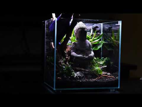 "The Lost World" - Nano Tank - Great and easy for beginners - Low Tech.