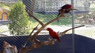 Download lagu Suara Burung Nuri Merah Gacor (Red Lory) mp3 Download lagu Suara Burung Nuri Merah Gacor (Red Lory) mp3