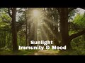 Sunlight Immunity And Mood Exploring The Connection