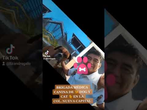 Brigada Médica Canina