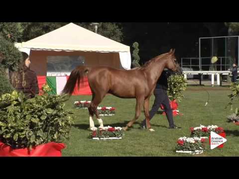 N.12 MUHAMMADALI DELFALCO - Arezzo 2015 - Yearling Colts (Class 1B)