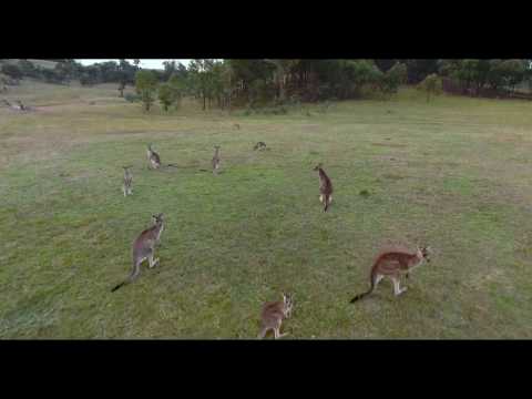 170414 - Mulligans Flat - Kangaroos