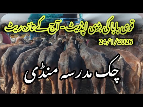 Chak Madrasa Mandi Update 2026 | Bachron Kay Latest Rates | Qavi Baba Bahawalnagar