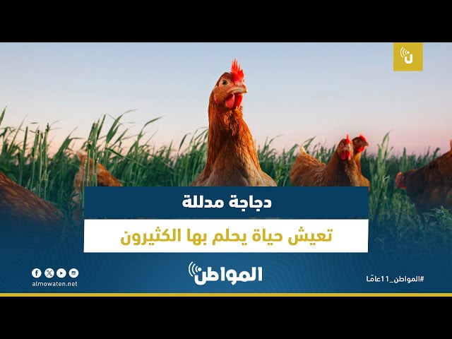 دجاجة مدللة تعيش حياة يحلم بها الكثيرون