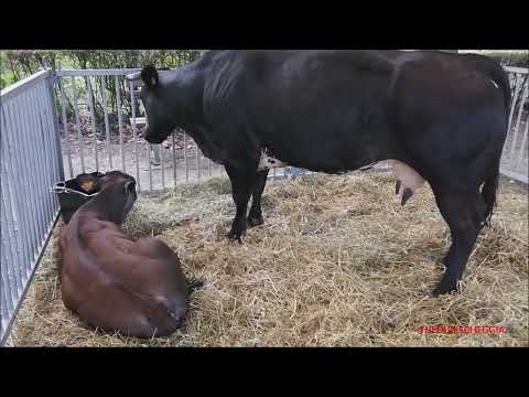 MUCCA CON IL SUO VITELLINO ALLA FIERA DI CHIUSA PESIO (CN) DOM.  28 - 8 - 2022.