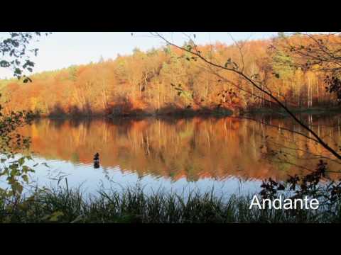 Franz Anton Hoffmeister - Streichquartett Nr.1