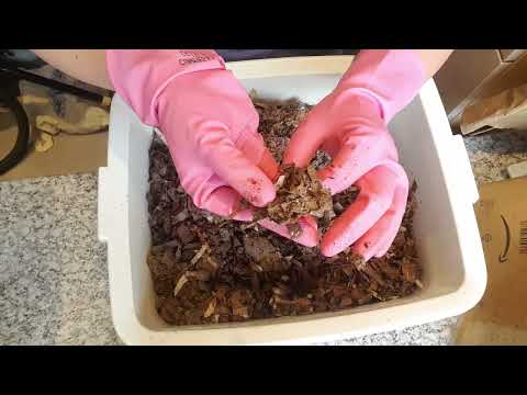 Checking and feeding Cocoon nursery bin. Lots of babies